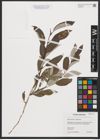 Foto von Salix caprea L. x Salix lapponum L.